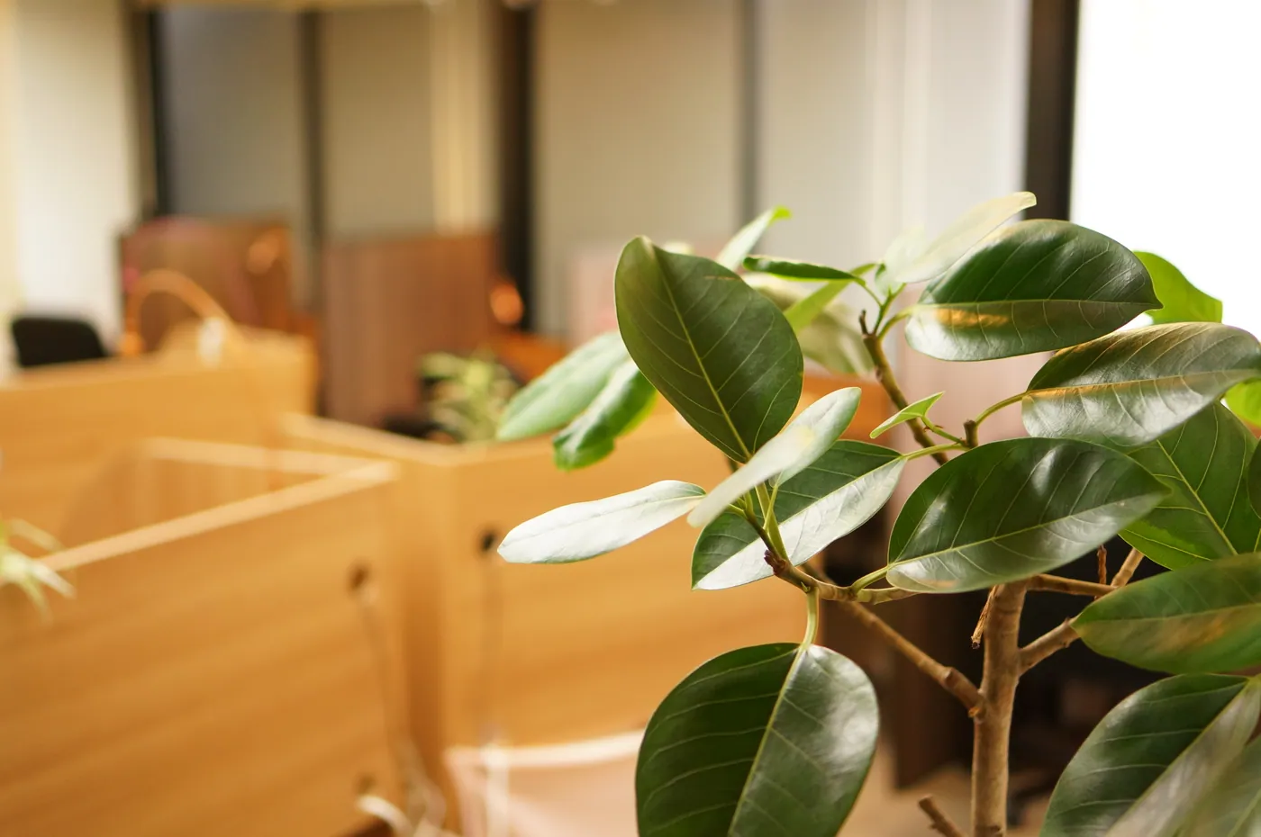 観葉植物越しに見えるパーテーション席
